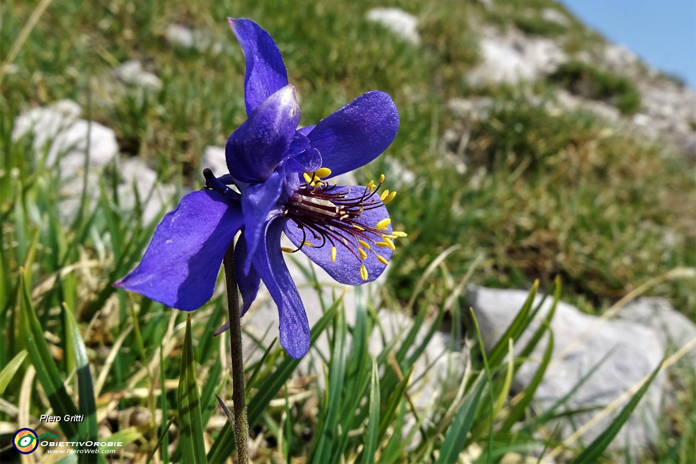 26 Aquilegia di Einsele (Aquilegia einseleana).JPG